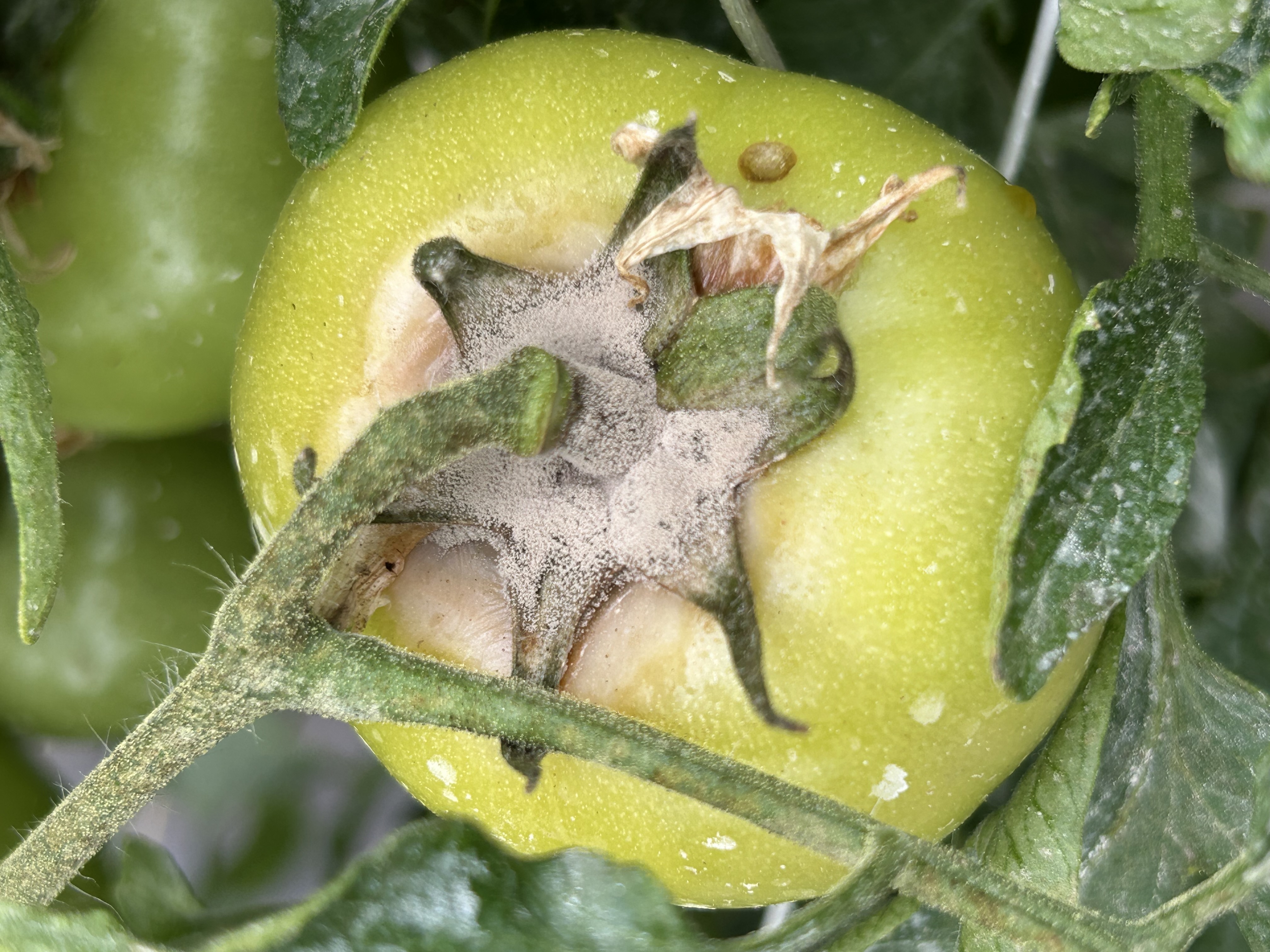 Gray mold on a tomato fruit.